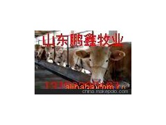 常年供应养殖品种牛 肉牛西门塔尔牛