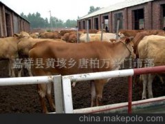 优质改良品种肉牛犊-三元杂交牛