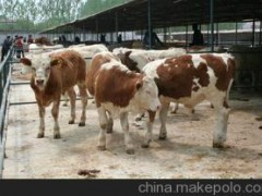 肉牛良种/西门塔尔牛/三元杂交牛