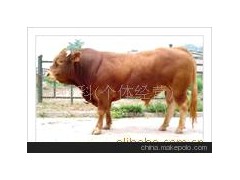 肉牛，三元杂交牛，鲁西黄牛，利木赞牛