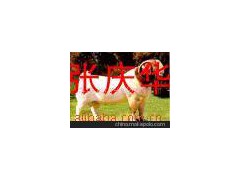 供应良种肉牛 三元杂交牛