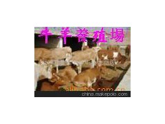 批发供应最新改良牛 三元杂交牛