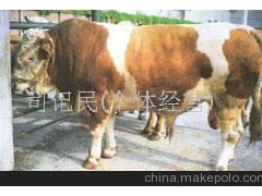 加盟牛羊养殖，纯种肉牛，三元杂交牛
