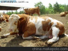 最近三元杂交牛