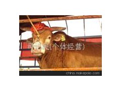 鲁西黄牛、夏落来牛、三元杂交牛