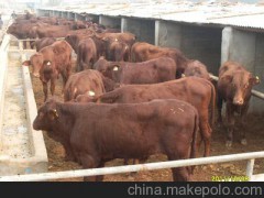 汕头黄牛养殖场     三元杂交牛