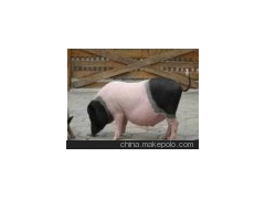 宠物猪 小香猪 巴马香猪 原生态饲养香猪