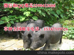 云南牧草养猪滇南小耳猪养殖的牧草种子