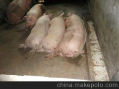 优质良杂猪--正宗宁乡猪种