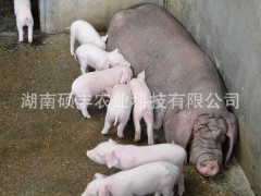 供应特价 品种优质 台湾猪 猪仔 母猪