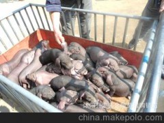 产仔王台湾猪 瘦肉型苏太猪母猪量大批发全国免费送猪到家