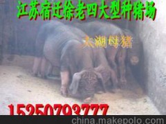 大理州今日内江猪价格