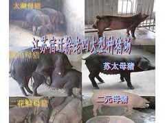 毕节今日内江猪价格