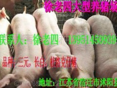 包头今日内江猪价格