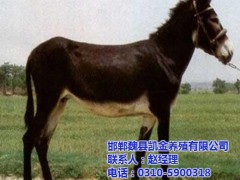 养驴场 凯金养殖场值得信赖(图) 养驴场批发
