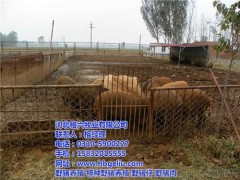 格六野猪绿色安全(在线咨询)、野猪养殖
