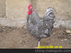 汶上厂家供应商品芦花鸡 优质芦花鸡