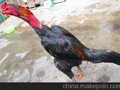 供应纯种斗鸡、斗鸡苗价格、斗鸡报价