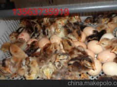 中国斗鸡保种场、中原斗鸡价格