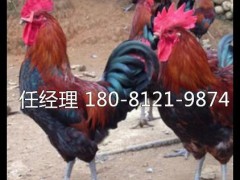 兴文县血毛土鸡苗价格固始鸡