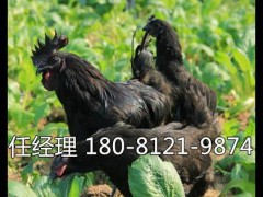 石渠县土鸡苗批发固始鸡