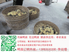汉中鸭苗价格  汉中麻鸭苗批发与 养殖技术