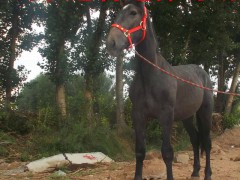 云南养马场 骑乘马驯养基地 马的价格