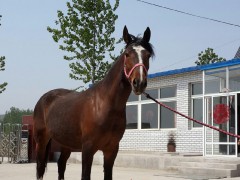 德州养马场 骑乘马驯养基地 马的价格