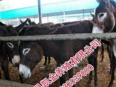 广灵驴，广灵驴价格，邯郸凯金养驴场