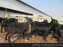 淮北灰驴养殖技术