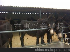 关中驴 晋南驴的饲养方法 肉驴的繁育技术
