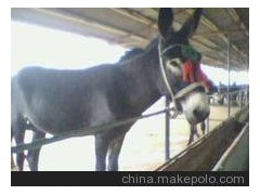 供应德州驴 养驴 鲁星肉驴养殖场