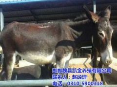 凯金养殖(在线咨询) 顺平养驴场 养驴场直销