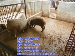 野猪养殖、格六野猪服务有保障