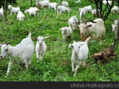 供应农腾农业 优良羊肉小额批发羊沙棘