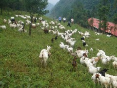 农家散养山四川铜羊肉  新鲜四川铜羊腿肉四川铜羊排骨  十堰郧西马头山四川铜羊