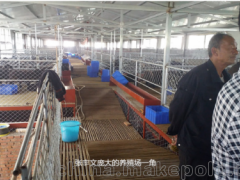 河北乌骨康拜克羊养殖基地，云南省兰坪正大乌骨康拜克羊育种有限公司与你分享