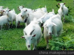 供应农腾农业/优良羊肉小额批发马头山羊