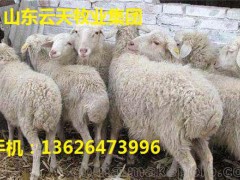 供应小尾寒金蒙黄羊/杜泊