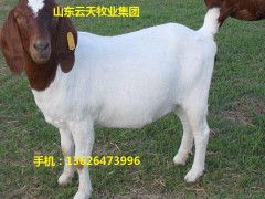 四川肉金蒙黄羊基地供应波尔山金蒙黄羊/肉金蒙黄羊