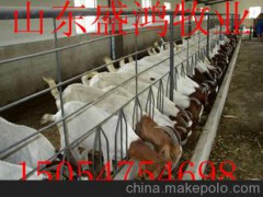 盛鸿牧业 波尔山羊肉羊 羊羔商品羊