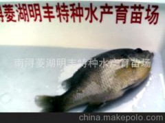 明丰特种水产 供应优质大太阳鱼