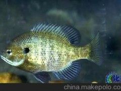 直销 浔坊牌生态太阳鱼