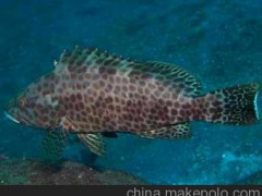 按海上打捞超低特优惠价批发石斑鱼