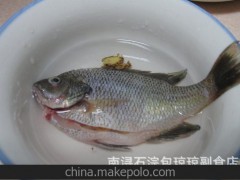 全年低价供应批发 太阳鱼 优质鱼苗及成品鱼