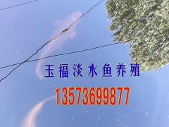 长年面向全国销售虹鳟鱼卵