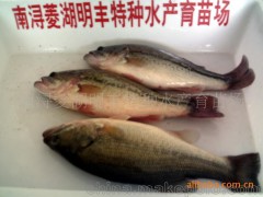 加州鲈鱼2~3厘米的规格苗