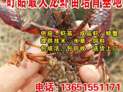 盱眙龙虾苗 小龙虾种苗批发 养殖基地 养殖技术 包回收