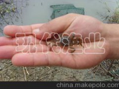 溧阳溪蟹苗