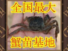 蟹苗 蟹苗批发 辽宁较大的溪蟹养殖基地 辽A基地批发优质蟹苗